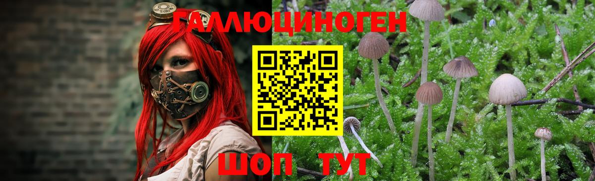 Псилоцибиновые грибы GOLDEN TEACHER  Вход с VPN  Волоколамск  Псилоцибиновые грибы мухоморы 